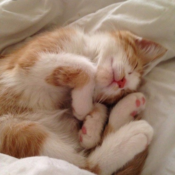 Meet your Posher, Donna - Picture 2 of 3